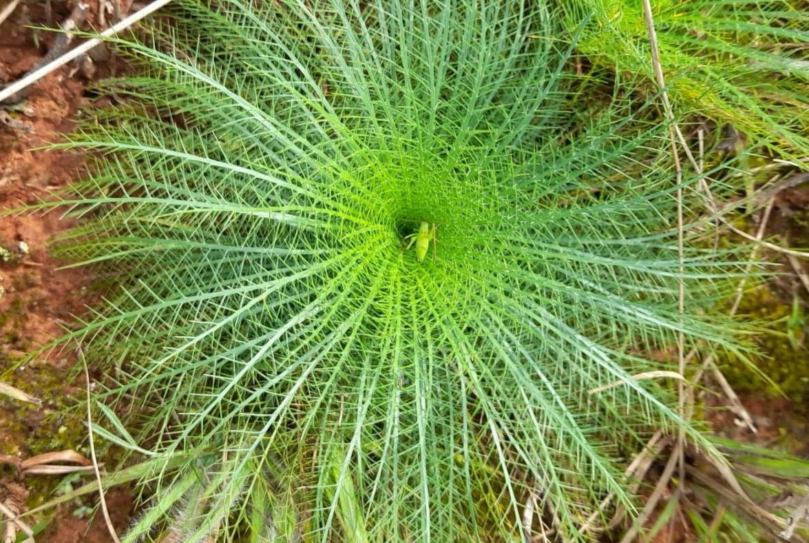 LÍNGUA-DE-TUCANO (Eryngium pristis)